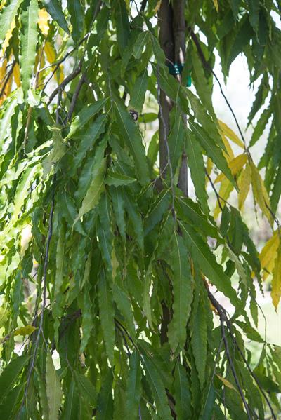 Polyalthia longifoli - درخت ماست هندی