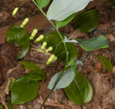 Polygonatum biflorum