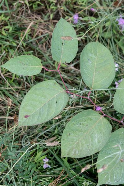 Polygonum cuspidatum