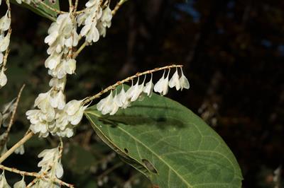 Polygonum cuspidatum