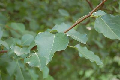 Populus deltoides - صنوبر شرقی