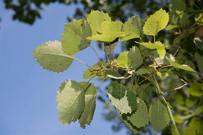 Populus grandidenta
