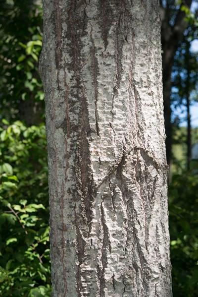 Populus grandidentat