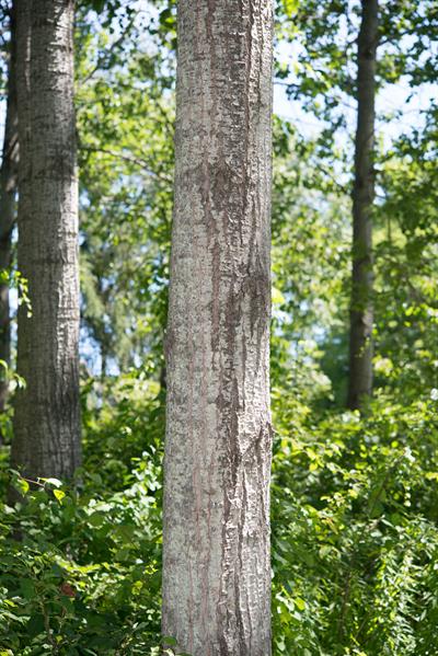Populus grandidentat