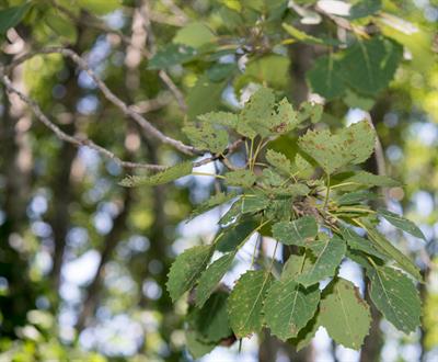 Populus grandidentat