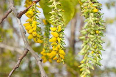 Populus tremuloides - آسپن لرزان آمریکایی