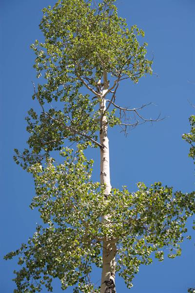 Populus tremuloides Michx.