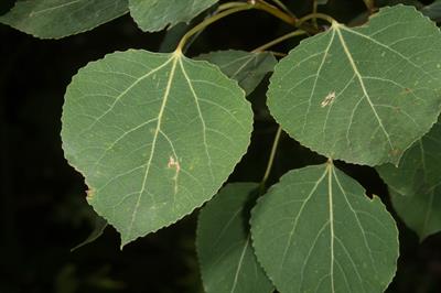 Populus tremuloides - صنوبر لرزان