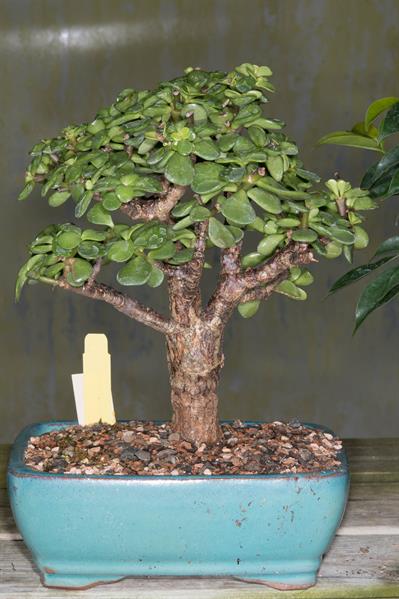Portulacaria afra