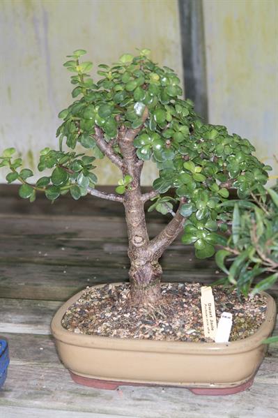 Portulacaria afra