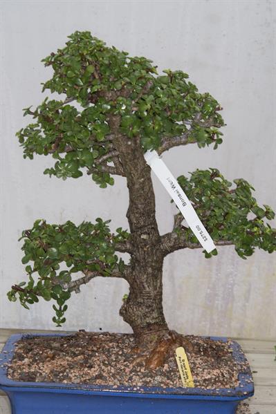 پورتولاکاریا آفرا (درختچه فیل)