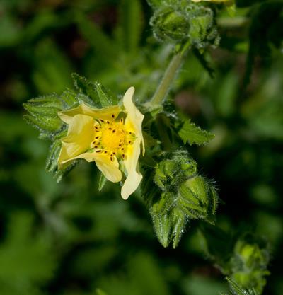 Potentilla recta