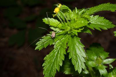Potentilla simplex