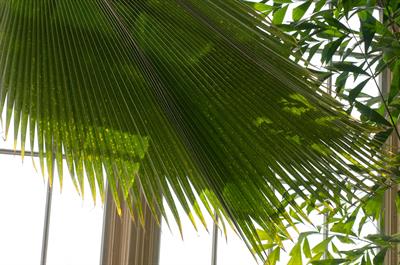  the Fiji fan palm