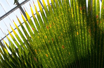 Fiji Fan Palm