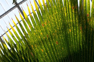 Fuji Fan Palm