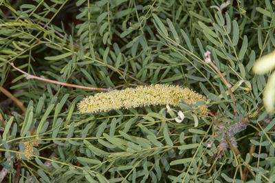 Prosopis glandulosa