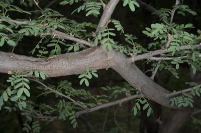 Prosopis pubescens