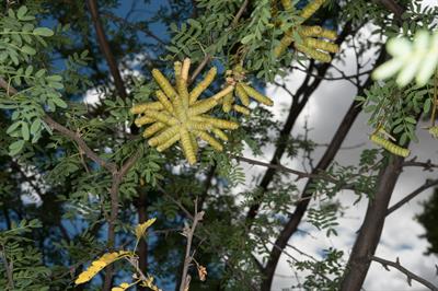 مزکیت پیچ‌دانه‌ای