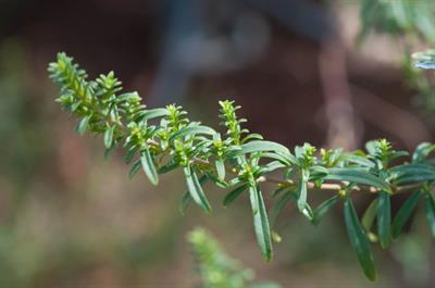 Prostanthera phylici