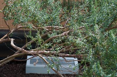 Prostanthera phylici
