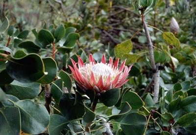 گل شکرپاره، king protea، این گل به تیره Proteaceae تعلق دارد. 