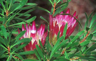 the king protea