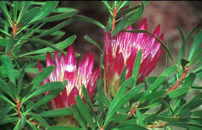 King protea