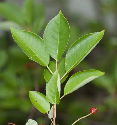 Prunus avium - گيلاس