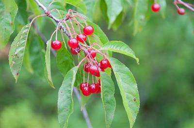 Prunus avium - گيلاس