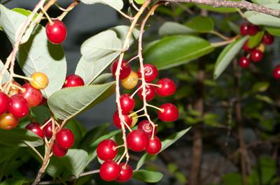 Prunus avium - گيلاس
