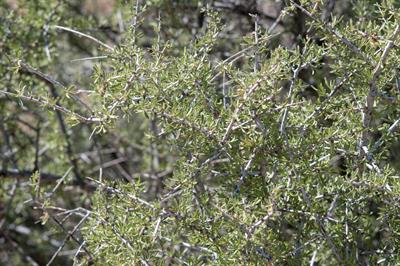 Prunus fasciculata - بادام بیابانی