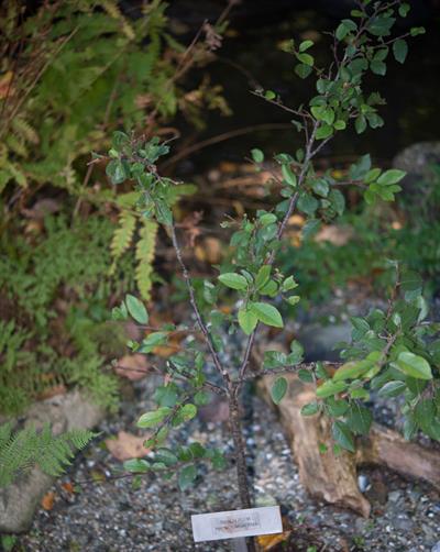 Prunus maritima Marsh