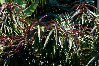 Prunus persica - هلو