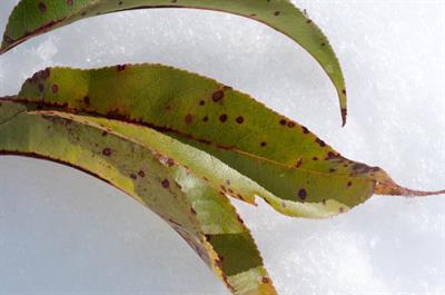 Prunus serotina - گیلاس سیاه کوهی