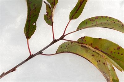 Prunus serotina