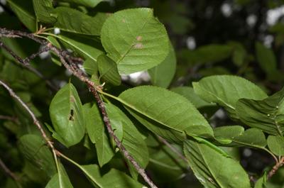 Prunus virginiana