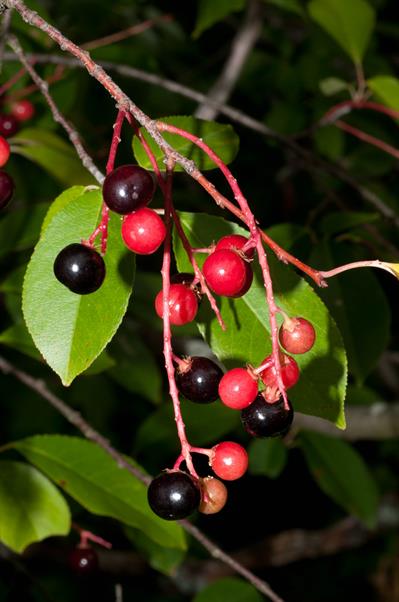 Prunus virginiana