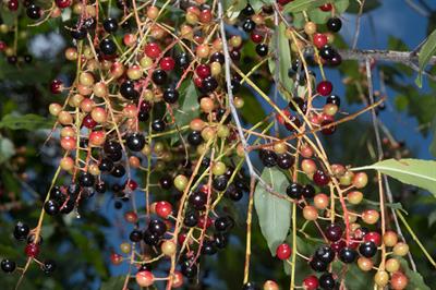 Chokecherry