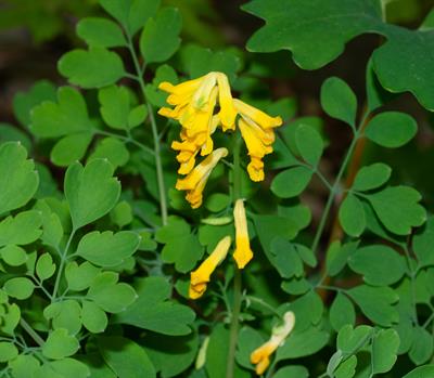 Pseudofumaria lutea
