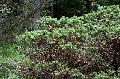 Pseudotsuga menziesi