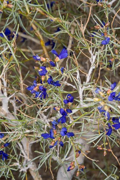 Psorothamnus arbore