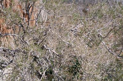 Psorothamnus schotti