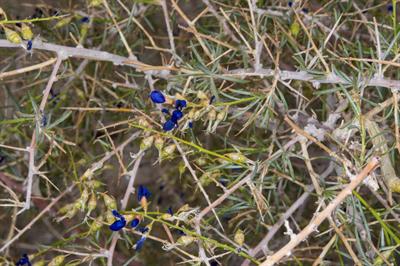 Psorothamnus schott