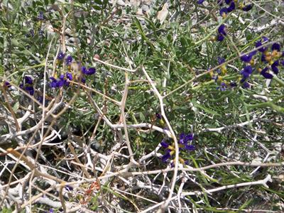 Psorothamnus spinos