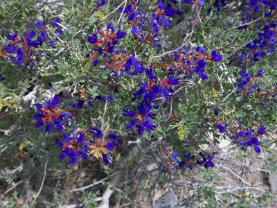 ایندیگو بوته‌ای خاردار