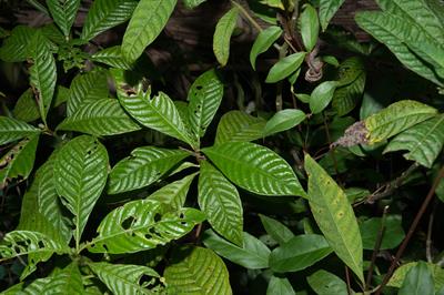 Psychotria nervosa