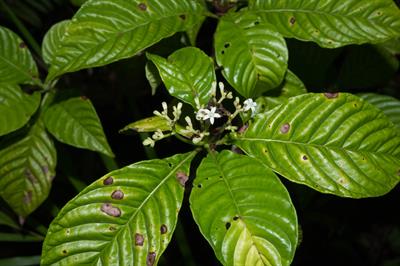 Psychotria nervosa - قهوه وحشی برگ‌براق