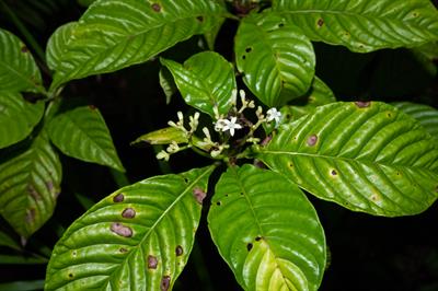 قهوه وحشی برگ‌براق