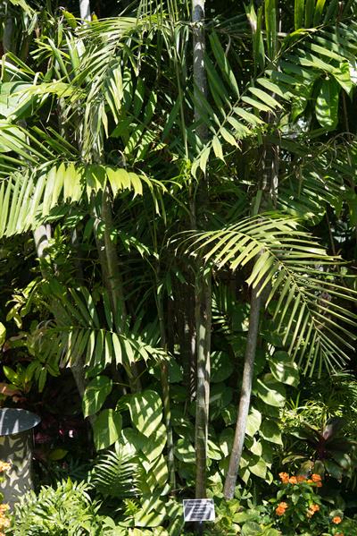 Ptychosperma macarth